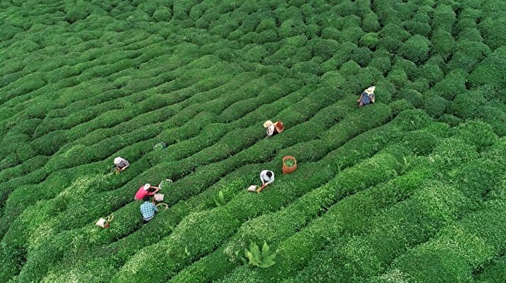 تركيا| مزارعو الشاي في مدن منطقة البحر الأسود يخرجون في ساعات الصباح الباكر خلال شهر رمضان لحصاد أوراق الشاي الخضراء التي يجمعون منها نحو 2500 طن يوميا​