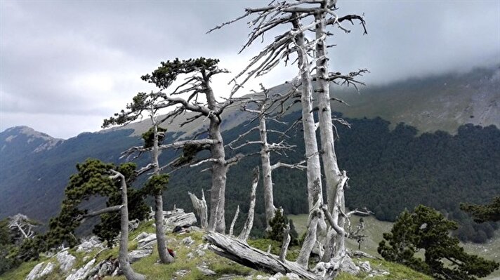 Ecology dergisinde yayımlanan çalışmada, İtalya'nın Tuscia Üniversitesinden bilim insanlarının, milli parktaki eski bir koruda yaklaşık bin 230 yaşında bir ağaç bulduğu belirtildi.