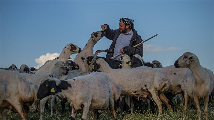 Siverek ilçesine yaklaşık 45 kilometre mesafedeki 1919 rakımlı Karacadağ bölgesinde güneşin etkisini kaybetmesiyle hayvanlarını meralara çıkaran çobanlar, ramazan ayının yaza denk gelmesi dolayısıyla iftar ve sahurda genellikle dağ başında bir araya geliyor. 
