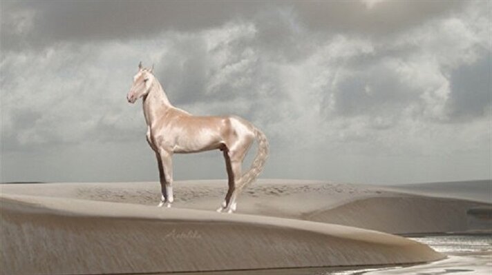 بالصور.. تعرّف على أجمل خيول العالم