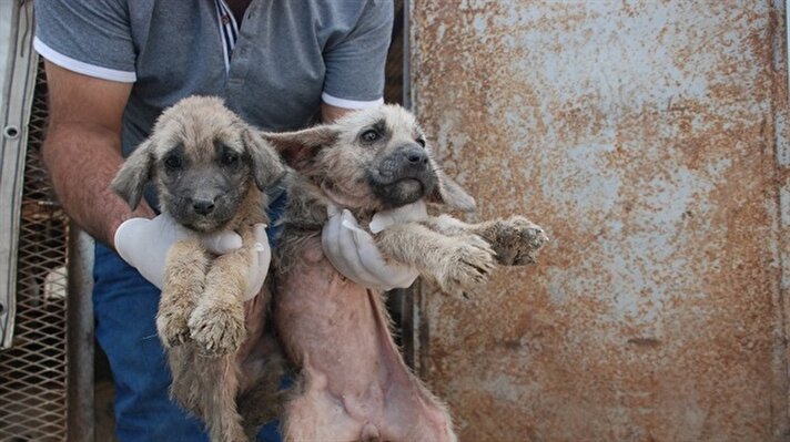 Bir vatandaşın ihbarı sonucu köye giden Zile Belediyesi ekipleri, yavru köpekleri bir evin odunluğunda buldu. Çaresizlik içinde yardım bekleyen yavru köpekler, bir araca konularak Tokat'a getirildi. 