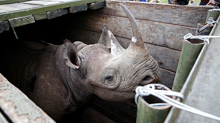 Kenya Wildlife Service (KWS) personnel check a tranquillised female black rhino before transporting it as part of a rhino translocation exercise In the Nairobi National Park, Kenya, June 26, 2018. 