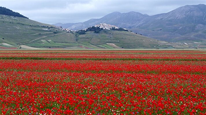 A view of fields of flowers during the annual blossom in Castelluccio di Norcia