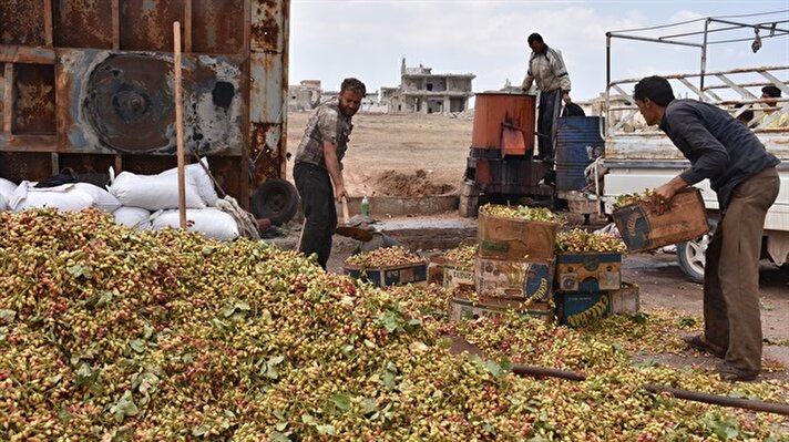 Suriye'de TSK'nın, Astana anlaşmaları çerçevesinde ateşkes gözlem noktalarını kurmasının ardından halk, birçok bölgede tarlalarını ekmeye, bahçelerine bakım yapmaya ve yetişen ürünlerini toplamaya başladı.

