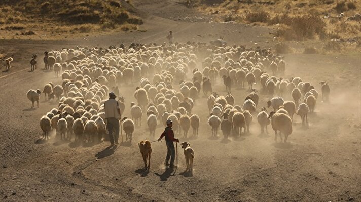 Sheep take dusty journey through Turkey's Mountain Nemrut