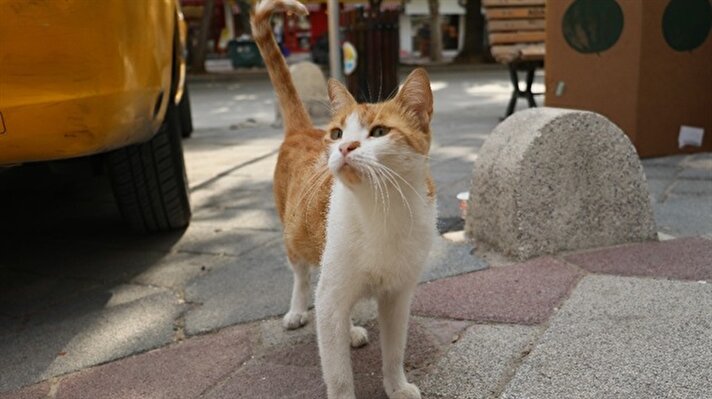 Sosyal medyada yayılan kedinin köpeğe saldırma videosunun ardından 'Mırmır' adeta bir fenomen haline geldi. Adana'nın en işlek bulvarlarından birince taksici Ferhat Aktaş, ismini 'Mırmır' koyduğu sokak kedisini 1 yıldır besliyor. 