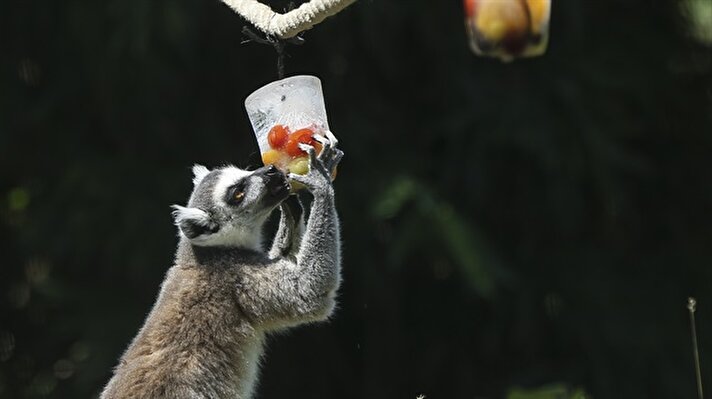 Darıca'daki hayvanat bahçesindeki bakıcılar, sıcaktan bunalan hayvanlara özel hazırlanmış buz kalıpları içinde meyve ve sebze veriyor. 