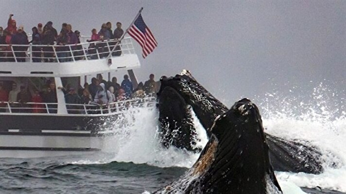 بالصور: مفاجأة مخيفة لسفينة سياحية في الساحل الأمريكي