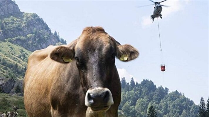 بالصور: الجيش يتدخل ليروي ظمأ الأبقار في سويسرا