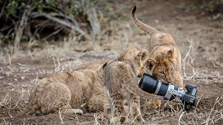 Zimbabve'de Mashatu Game Reserve'de çekim yapan fotoğrafçı Barbara J. Vorster'ın başından ilginç bir olay geçti. Aslan ailesinin yaşadığı kafesin fotoğraflarını çekerken tripodun kaymasından dolayı makinesini aslanlara kaptırdı. 