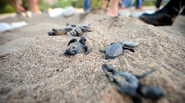 Newly Hatched Turtles in Antalya