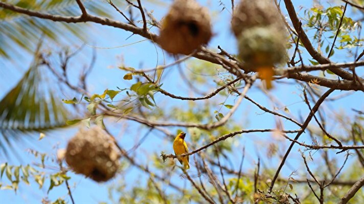 Dokumacı kuşlar yerden koparttıkları taze yeşil otları ağaç dallarına dokuyarak yuvalarını inşa ediyor. 