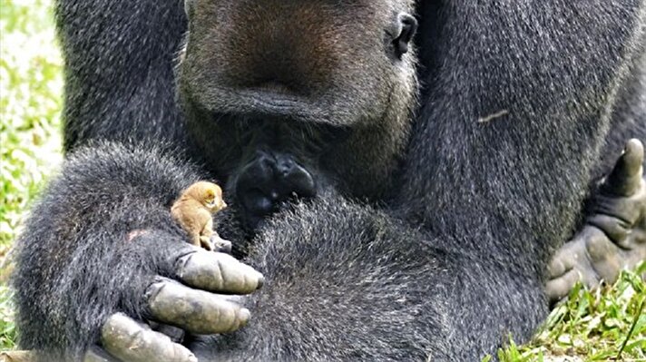 Maymun, goril ve şempanzeleri içine düştükleri zor durumlardan kurtaran hayvan sever kuruluş Ape Action Africa, 24 yaşındaki Bobo'yu 1996 yılında kurtardı.