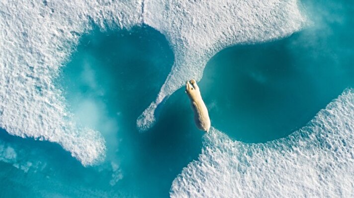Florian Ledoux'un 'Above The Polar Bear' (Kutup Ayısının Üzerinde) isimli karesi   Yılın Fotoğrafı seçildi. 