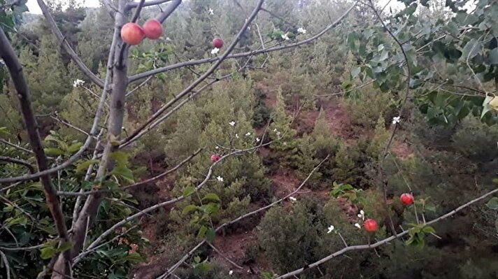 Kavaklıdere'nin kırsal Çatak Mahallesi'nde çiftçilikle uğraşan Şengül Yılmaz'ın (46) evinin bahçesindeki erik ağacı, bu yıl ikinci kez çiçek açarak görenleri şaşkına çevirdi. 