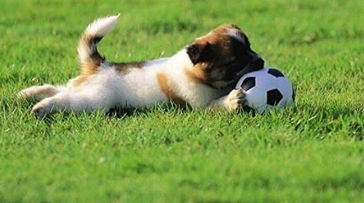 شاهد.. كلبة تنضم لفريق كرة قدم في باراجواي