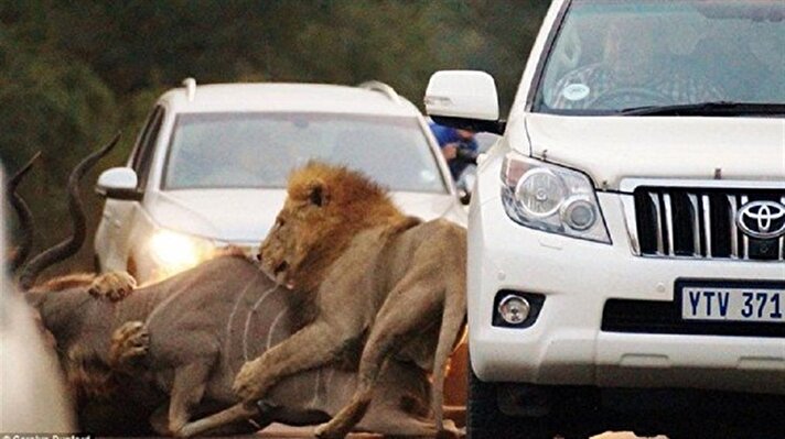 صور رهيبة تظهر حيوانات مفترسة تجوب الطرقات و تفترس بين المارة و السيارات