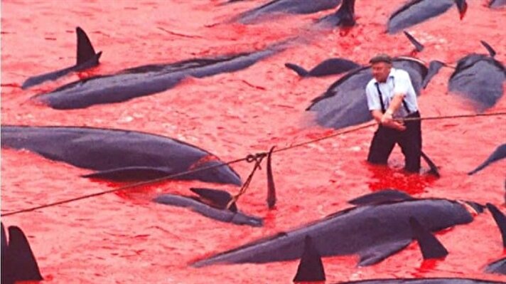 بالصور.. بركة دماء وقتل وحشي للدلافين والحيتان باستخدام السكاكين في “جزر فارو”
