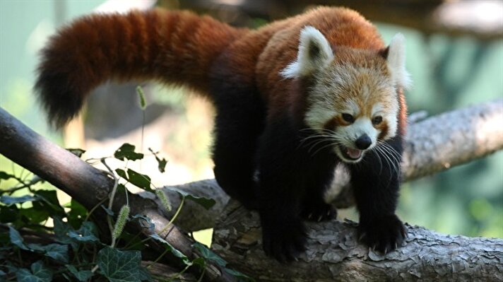 Kurulduğu 1998 yılında 70 türle ziyaretçi kabulüne başlayan Bursa Hayvanat Bahçesi'nin tür sayısı kırmızı pandalarla birlikte 121'i buldu. 