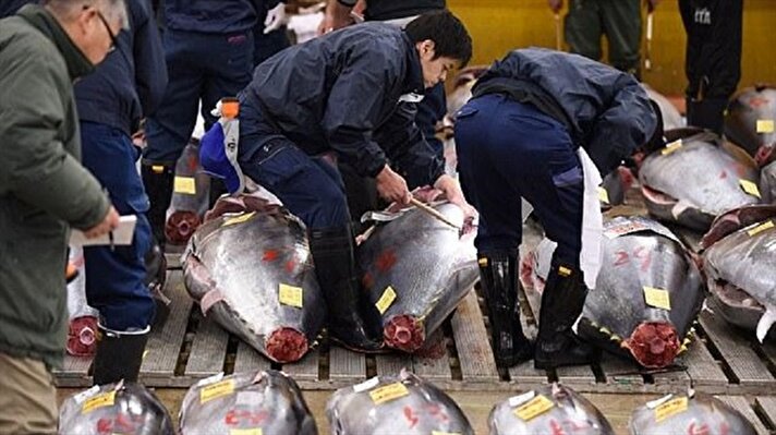 بالصور: اليابان تغلق أكبر سوق للأسماك في العالم بسبب الفئران
