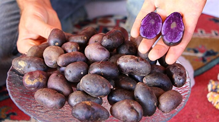 İncesu köyündeki arazisinde farklı renkte ürünler yetiştirmek için araştırmalar yapan Katman, kendisi gibi bu alanda üretim yapmak isteyen ülke genelindeki üreticilere de tohum gönderiyor.

