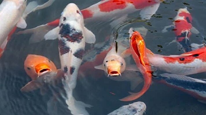 بالصور: بيع أغلى سمكة كوي كارب في العالم بمليون جنيه إسترليني