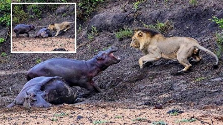 بالصور: صغير حيوان فرس النهر يدافع عن أمه أمام أسد جائع في جنوب أفريقيا.. النهاية صادمة