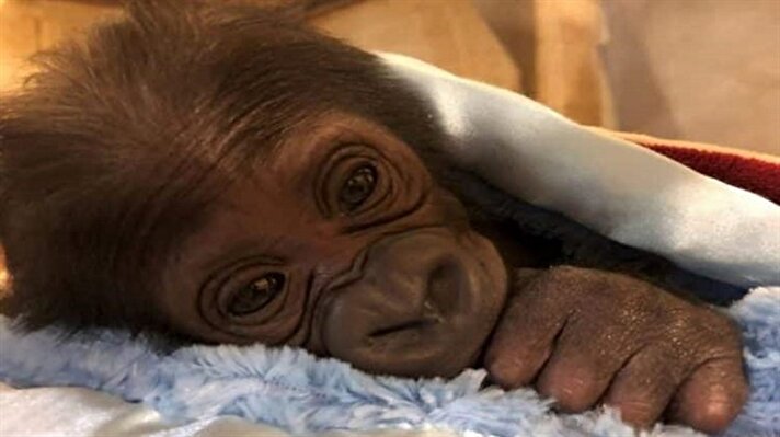 شاهد: صور غوريلا حديثة الولادة في حديقة حيوانات أمريكية تخطف الأنظار