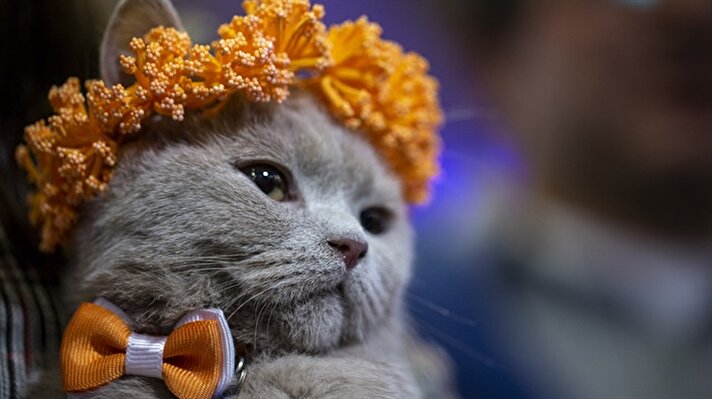 Felines compete in International Pursaklar Cat Beauty Fest