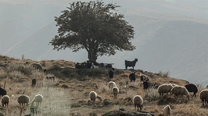  Sürüler halinde Aksaray’ın Merkez ilçesine bağlı Helvadere beldesine getirilen koyunlar, sağım işleminin ardından bir sonraki gün tekrar yaylalara doğru zorlu yolculuklarına devam ediyor. 
