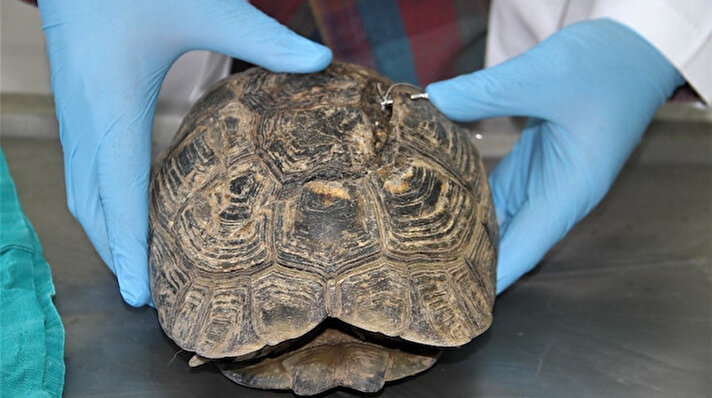 Edinilen bilgiye göre, bir şantiyede kepçenin tekeri altında kalan kaplumbağanın kabuğu kırıldı. İşçilerin fark ettiği kaplumbağa, Fırat Üniversitesi Hayvan Hastanesine götürüldü.