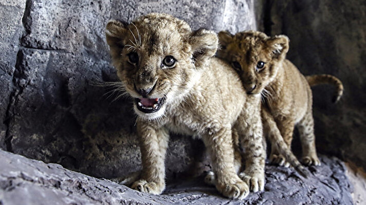 Purr-fect lion cubs pounce around at Istanbul Lion Park