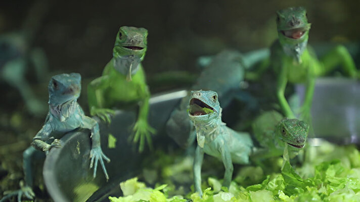 Bursa Zoo's forty-seven newborn iguanas