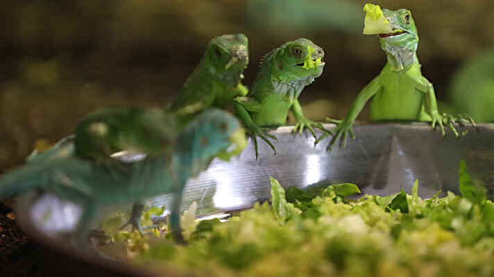 Hayvanat bahçesi yetkililerinden alınan bilgiye göre, Bursa Hayvanat Bahçesi'nde bir çift iguananın yumurtalarından çıkan 16 yavrunun ardından, 3 ay sonra bu kez 47 yavru dünyaya geldi. 