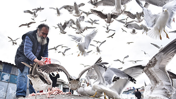 Seagulls fight for food in Turkey's Istanbul