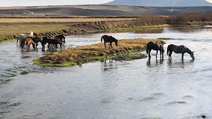 Kars'ta, sahipleri tarafından serbest bırakılan yılkı atları, doğal yaşam alanlarında sürü halinde yaşıyor. Dikme Köyü ile Çerme Köyü arasında bulunan ovada yaşayan at sürüsü kameralar tarafından görüntülendi. 