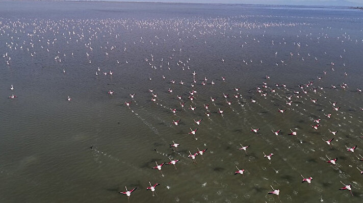 Hava sıcaklıklarının düşmesiyle birlikte göçmen kuşlar, Adana'daki Çukurova Deltası'na gelmeye başladı. Başta flamingo, turna, yeşil ördek, sakar meke olmak üzere çok çeşitli türlerin kışladığı Çukurova Deltası'nın en büyük gölü Akyatan Lagünü'nde geçen yıl 90 bin büyük flamingo sayılırken, kuşların gözlemlenebilmesi için lagüne gözlem kuleleri inşa edildi.
