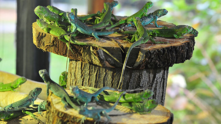 
Bursa Büyükşehir Belediyesi Hayvanat Bahçesin'de bulunan Meksika cinsi iguananın kısa bir süre önce 46 tane yavrusu dünyaya geldi. Özel fanus içinde barındırılan yeşil ve mavi renkteni 46 yavru, 3 metrekarelik yeni bir camekanlı odaya yerleştirildi. Özenle bakılan iguana yavruları, günün belirli saatlerinde taze havuç, kabak, bezelye ve maruldan oluşan kokteyller ile besleniyor. 