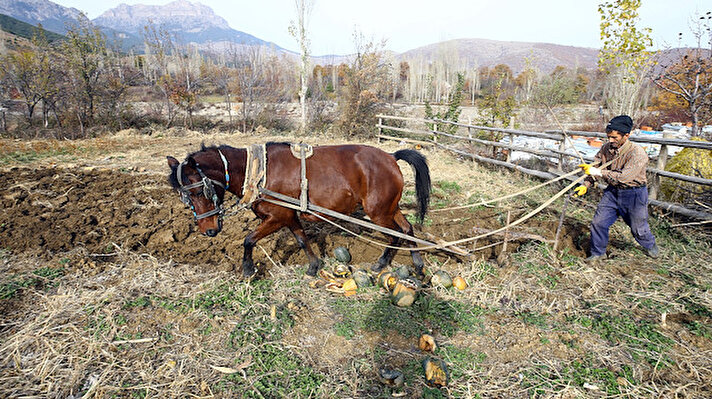 Toros Dağlarının eteklerinde yer alan mahallede yaşayan 9 kişilik Karal ailesi, eski dönemlerdeki gibi toprağı atla sürüyor, geçimlerini sağlamak için sebze ve meyve yetiştiriyor. 

