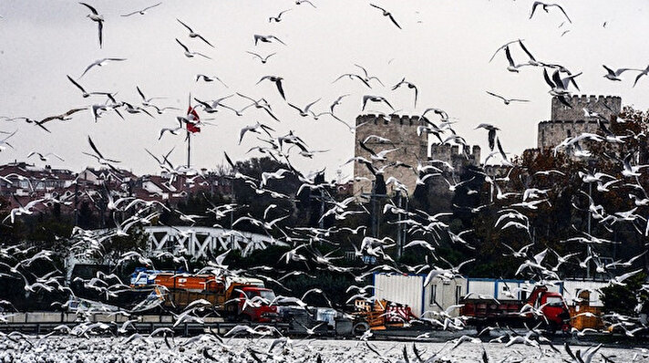 Wet seagulls offer unique visual feast as they battle heavy rain in Istanbul