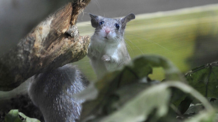 Dünyada sadece Mersin Silifke'de görülen ve nesli tükenmekte olan Anadolu dikenli faresi, Bursa Büyükşehir Belediyesi Hayvanat Bahçesi'nde merak edenler tarafından ziyaret edilebiliyor. 
