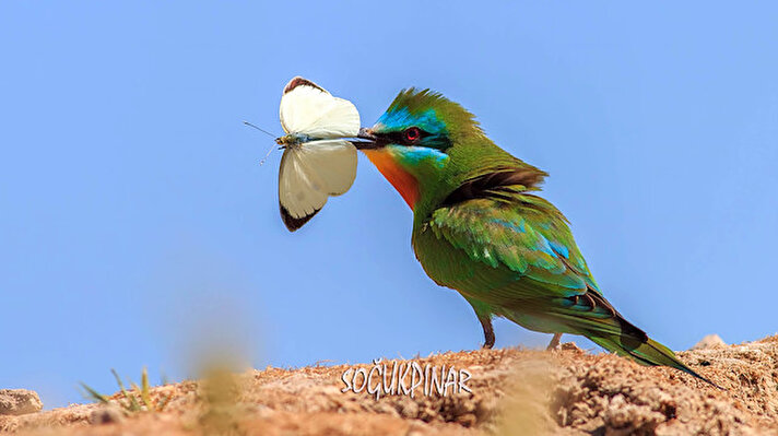 Turkish prosecutor makes name for himself as bird photographer