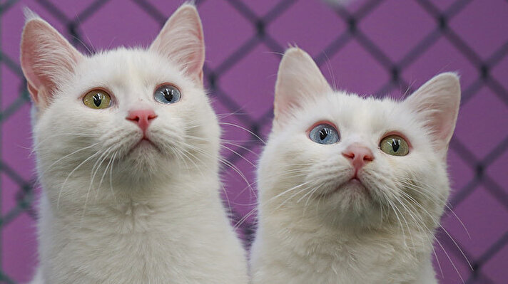 Van cats, with two different eye color, are seen at Van Cat Research Center of Yuzuncuyil University in Van, Turkey on December 5, 2018 in Van, Turkey. Van cats can be categorized according to the color of their eyes and their fur. While some feature mismatched eyes, with one blue and the other amber, others have two blue or amber eyes. Also, while some have completely white fur, others have a dash of brown above their ears, head, or on their body. City's most important living cultural heritage's population increase 15 % all the year round

