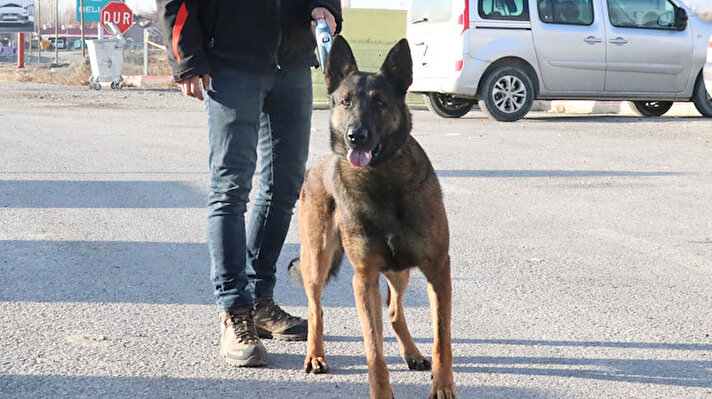 Erzincan'da 3 gün önce polislerce uygulama noktasında durdurulan TIR'da, 1 ton 271 kilogramlık miktar ile Cumhuriyet tarihinde tek seferde en fazla eroinin yakalamasına katkı sağlayan "Belçika kurdu" cinsi narkotik dedektör köpeği Odin, bu başarısıyla en hassas burunlar arasında tarihi yerini aldı.