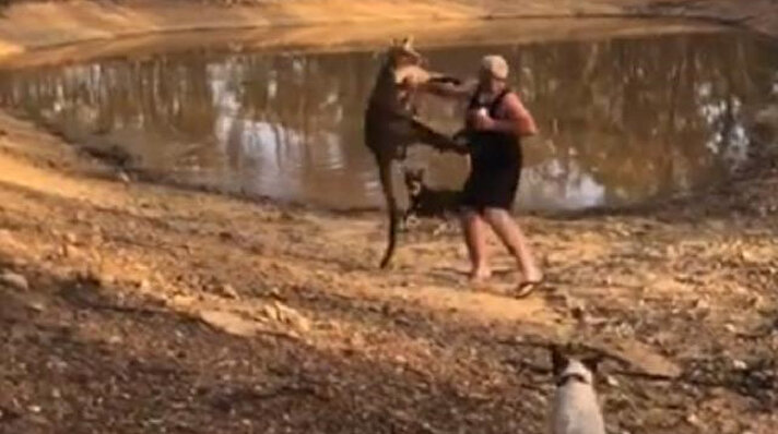 Avustralya'nın Victoria eyaletinde iki köpeğini korumak isteyen Daniel Tuohey'in bir kangurunun saldırısına uğradığı görüntüler çok konuşuldu.  