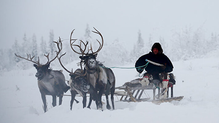 The daily life of reindeer herders in Russia