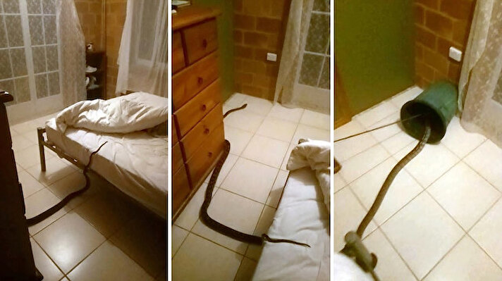 Avustralya'da 25 yaşındaki Katjana Shoyer isimli bir kadın uyurken yatağına piton yılanı girdi.