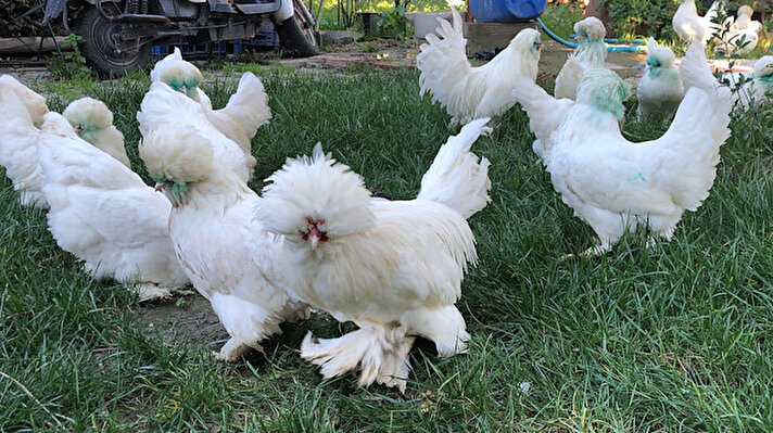 15 yıldır değeri 7 bin lira ile 10 bin lira arasında değişen süs tavuklarını yetiştiren Aydemir, ''Bu tavukların Tarım ve Orman Bakanlığı kararıyla yurt dışına gönderimi yasak, federasyonumuz vasıtasıyla sadece yumurta gönderebiliyoruz. Bu yumurtanın da insan sağlığına büyük katkısı var" dedi.
