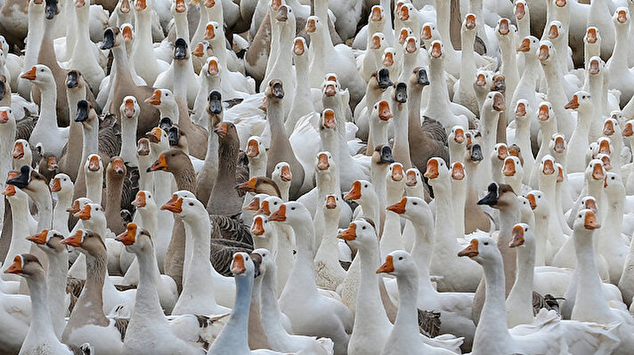 Turkish man turns nail factory into geese paradise