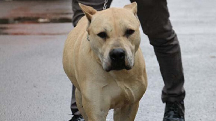 Sivas'ta başına 10 bin TL ödül konulan kayıp 'Thor' isimli köpek, bulundu.
